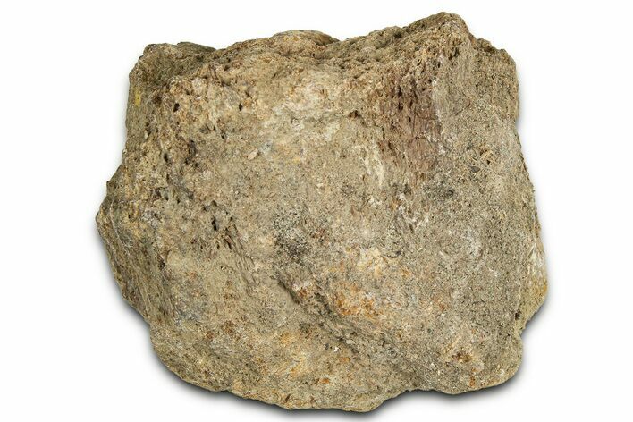 Dinosaur (Triceratops) Frill Shield Section - Montana #366647
